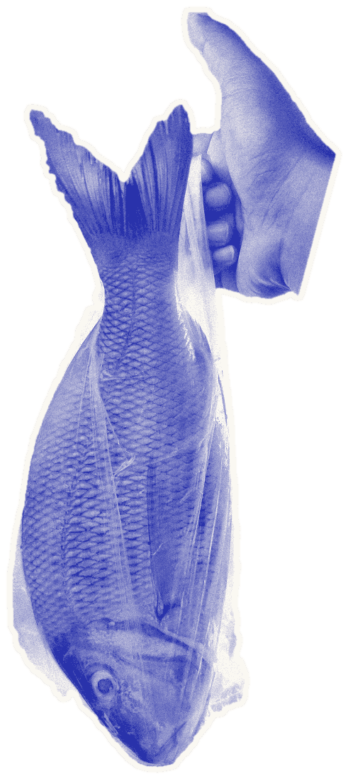 A fresh fish in a plastic bag, held up by its tail at the fish market